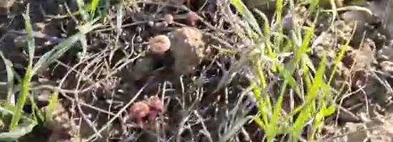 semoir kongsklide vibroseeder 600