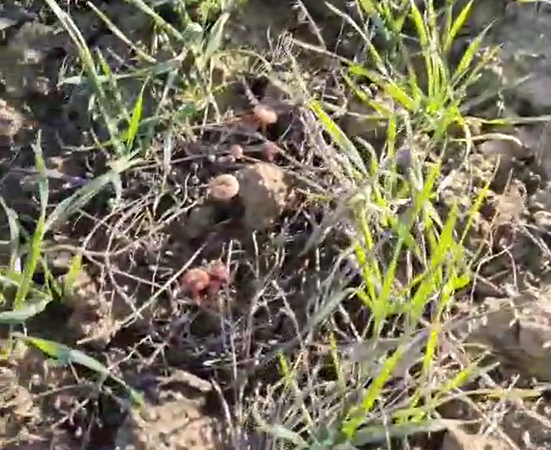 semoir kongsklide vibroseeder 600