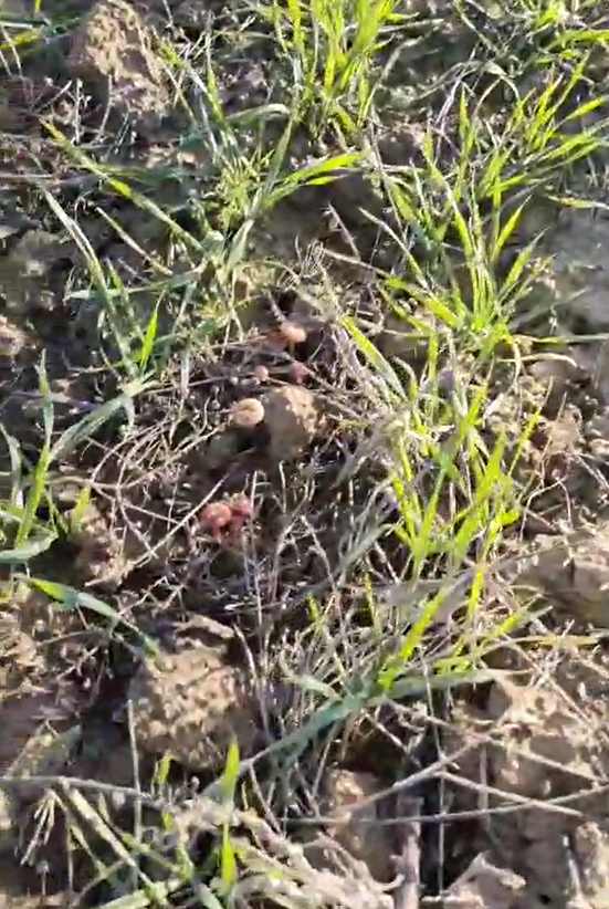 semoir kongsklide vibroseeder 600